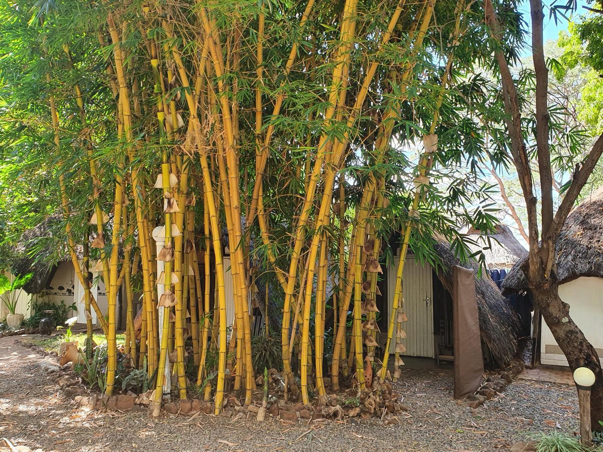 Victoria Falls Backpackers Lodge Екстер'єр фото
